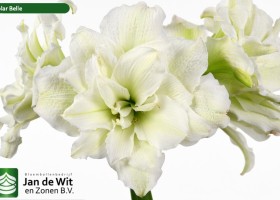 hippeastrum Polar Belle (2)